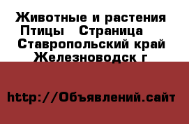 Животные и растения Птицы - Страница 2 . Ставропольский край,Железноводск г.